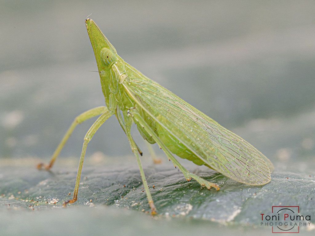 Omottero siciliano: Dictyophara europaea (Fulgoromorpha Dictyopharidae)